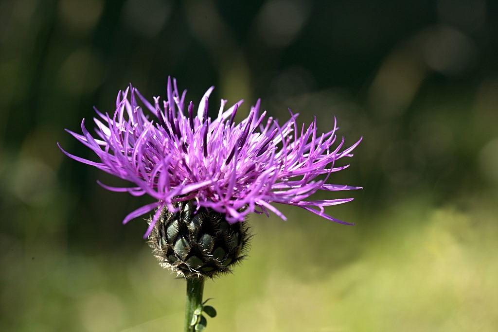 voornes duin tenellaplas Quackjeswater natuur natuurgebied natuurmonumenten hdr duinen Zuid Hollands landschap polder bossen natuurreservaat Natura 2000